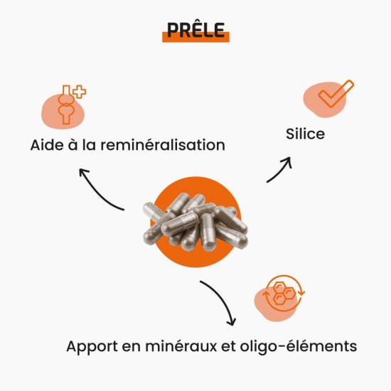 Prêle