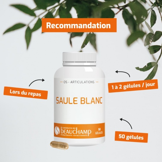 Saule Blanc écorce