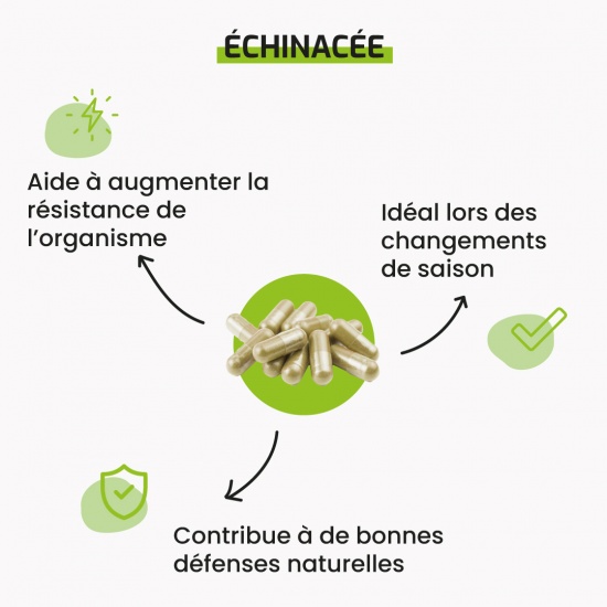Echinacée