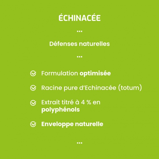 Echinacée