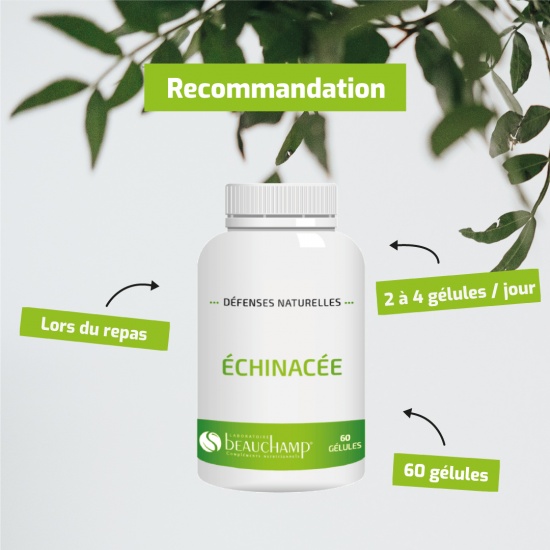 Echinacée