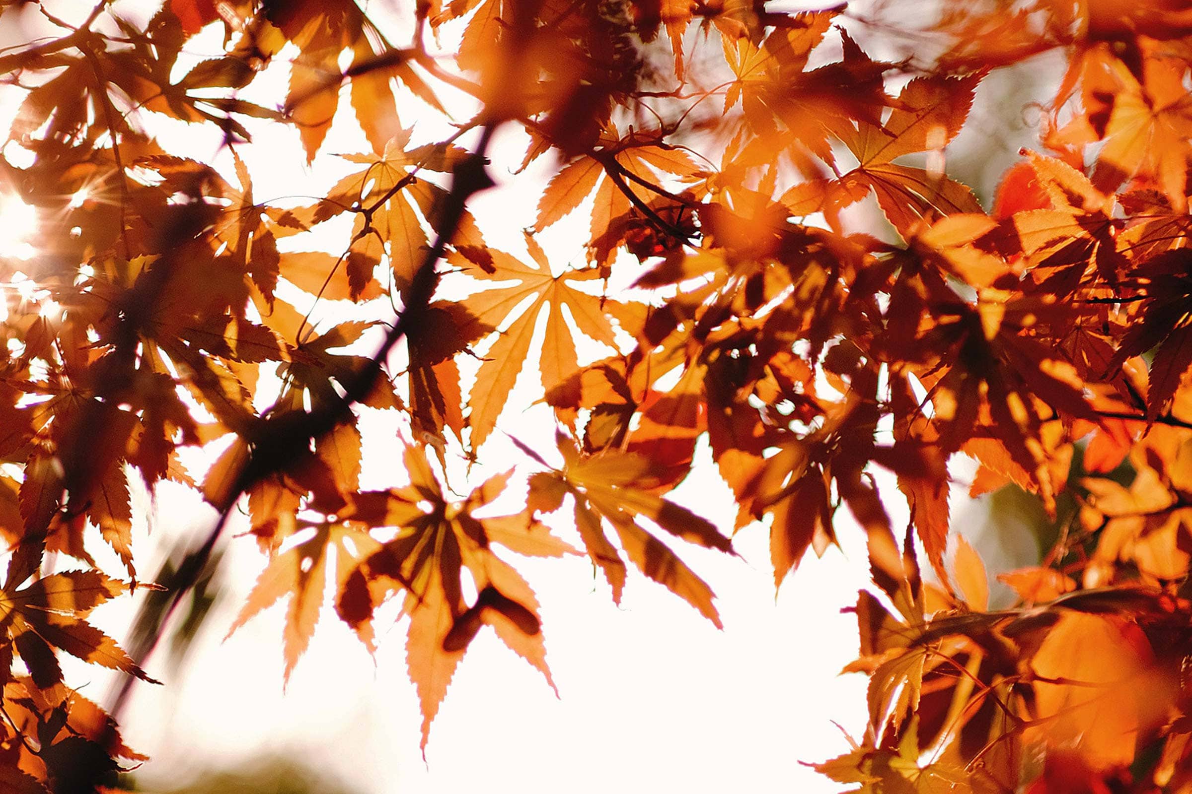 L'arrivée de l'automne, comment se sentir toujours en forme ?