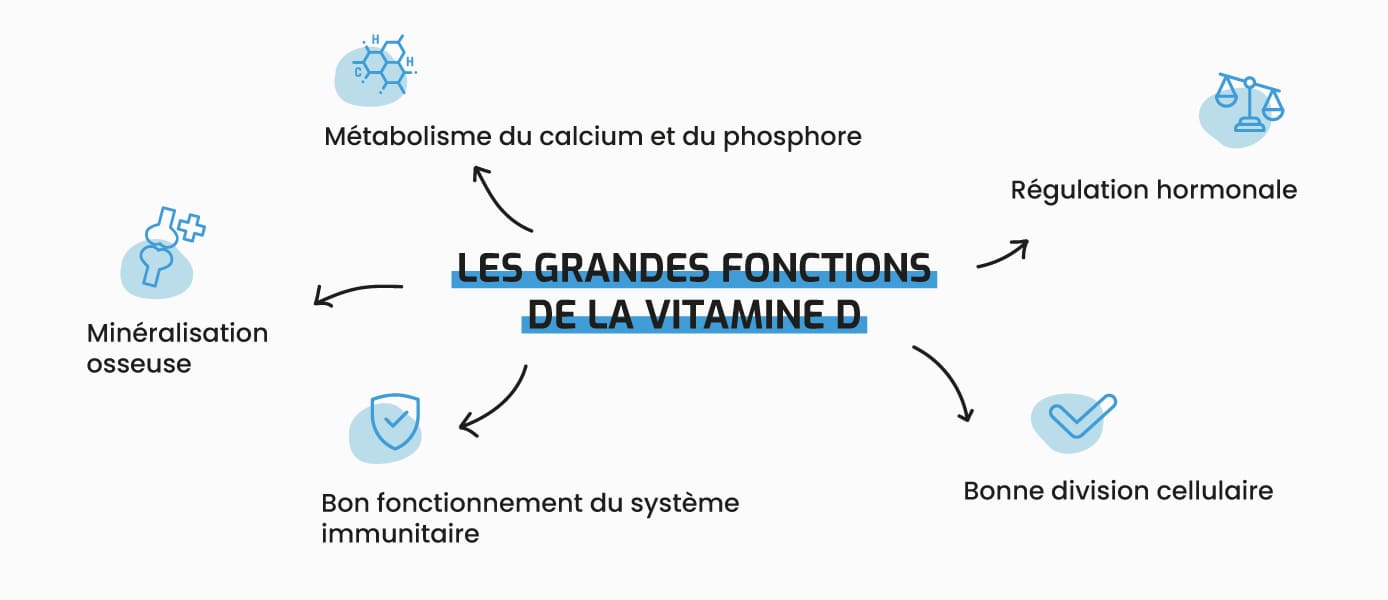 Les grandes fonctions de la vitamine d : Métabolisme du calcium et du phosphore -- Régulation hormonale -- Minéralisation osseuse -- Bon fonctionnement du système immunitaire -- Bonne division cellulaire