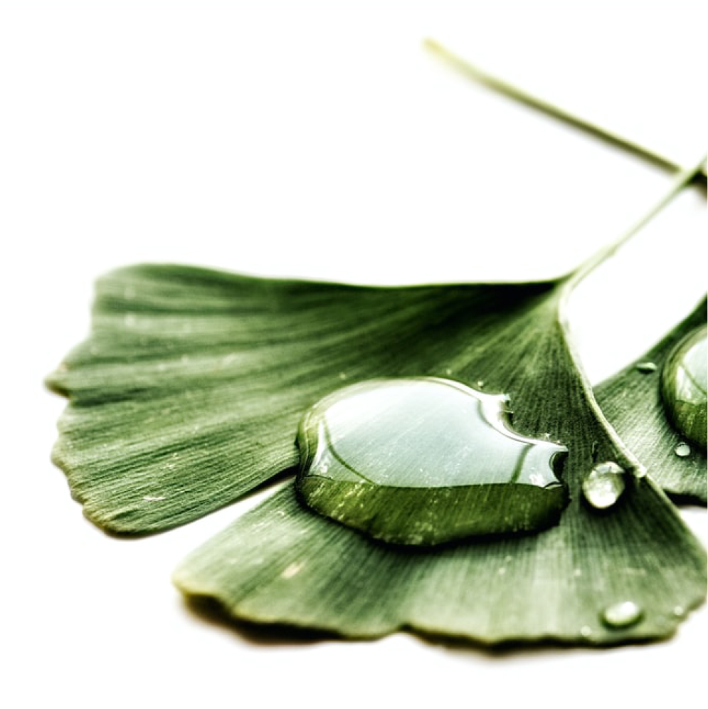 Ginkgo