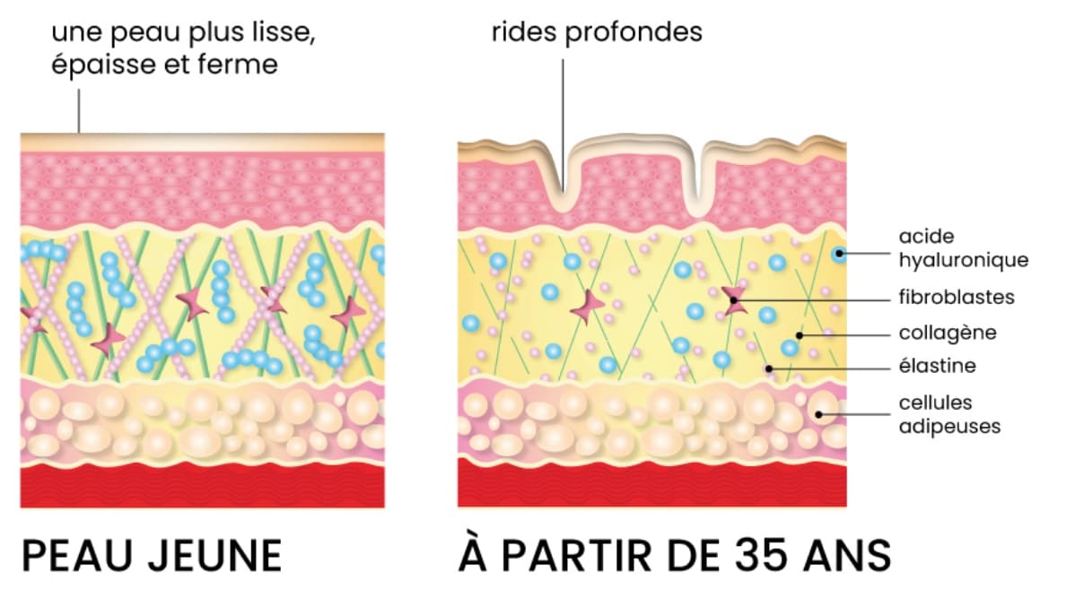 Collagène marin